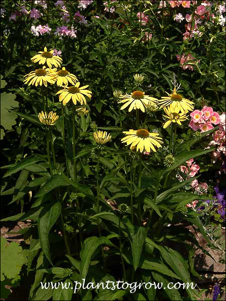 Echinacea Big Sky Sunrise